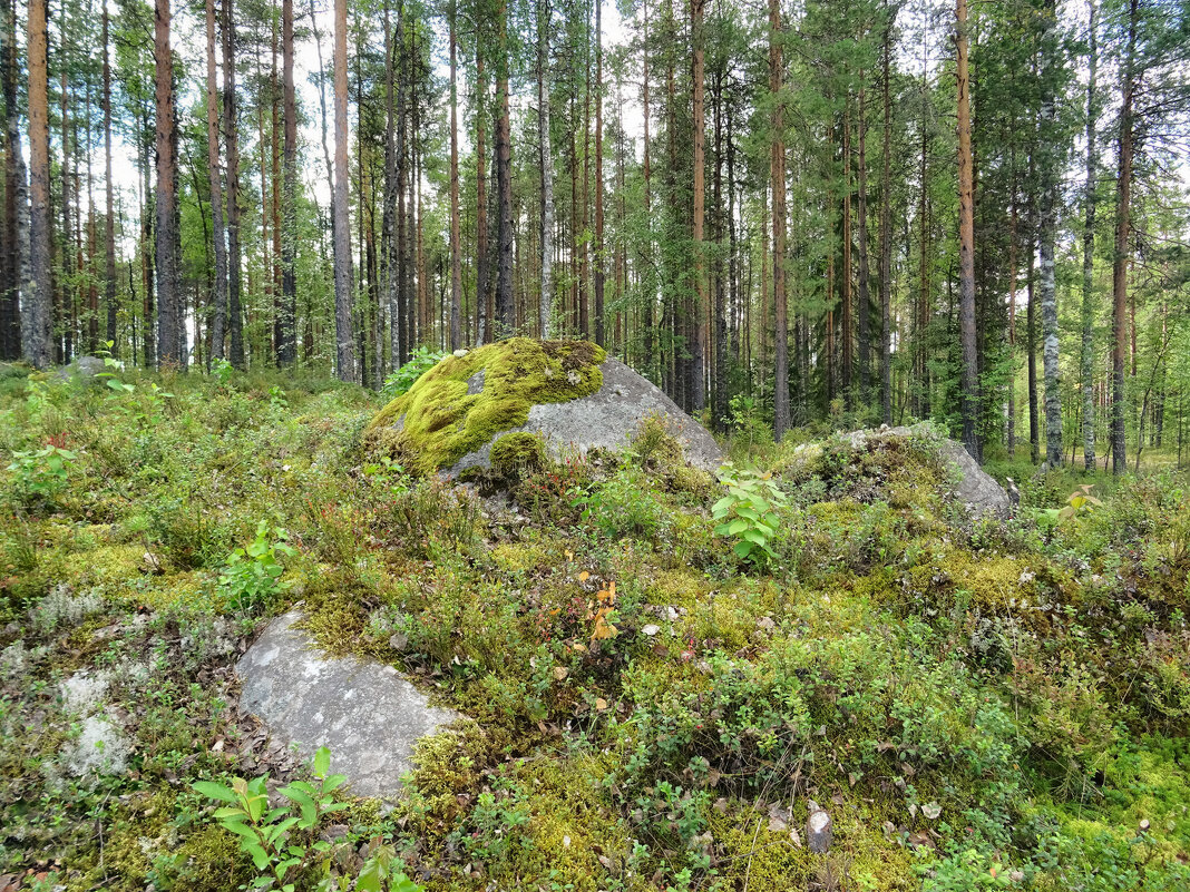 Карельский лес - Денис Бочкарёв