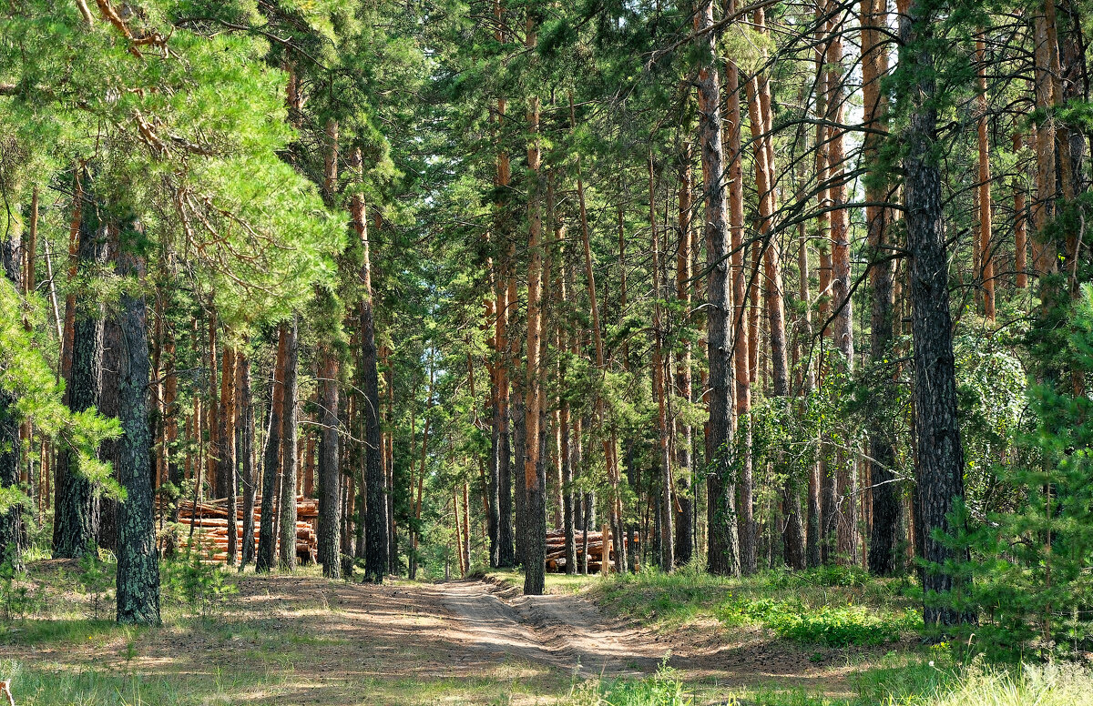 Заготовка леса - Дмитрий Конев