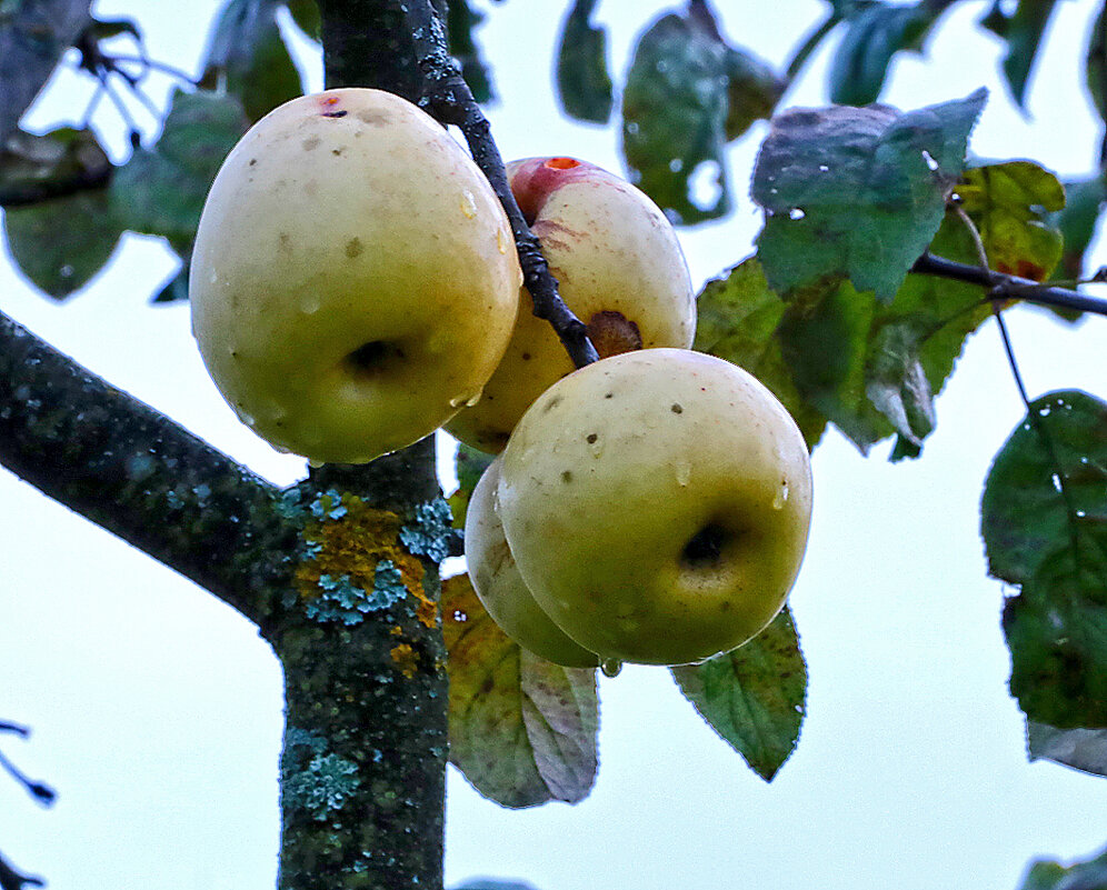 Октябрьские яблочки - Светлана 
