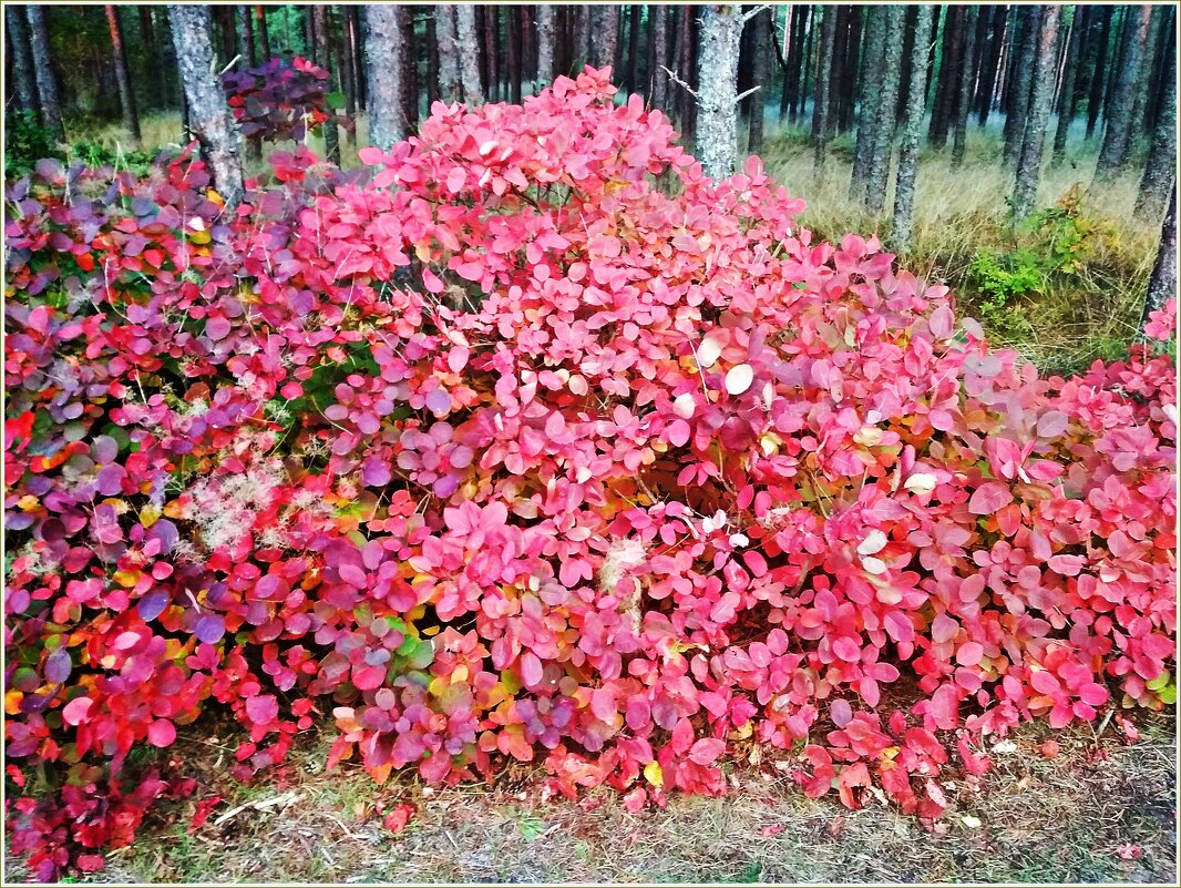 Сезон красных листьев на Куршской косе. - Валерия Комова
