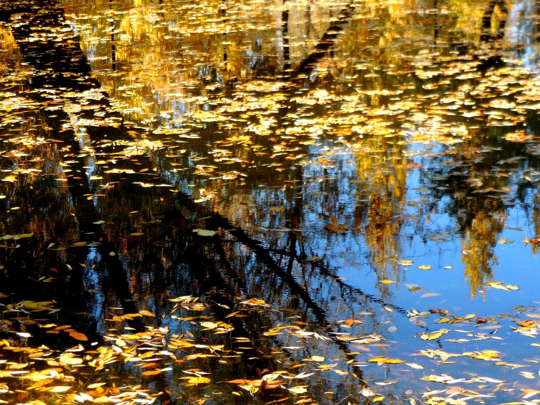 Листья на воде - Надежда 