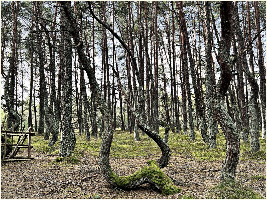 Танцующий лес. - Валерия Комова