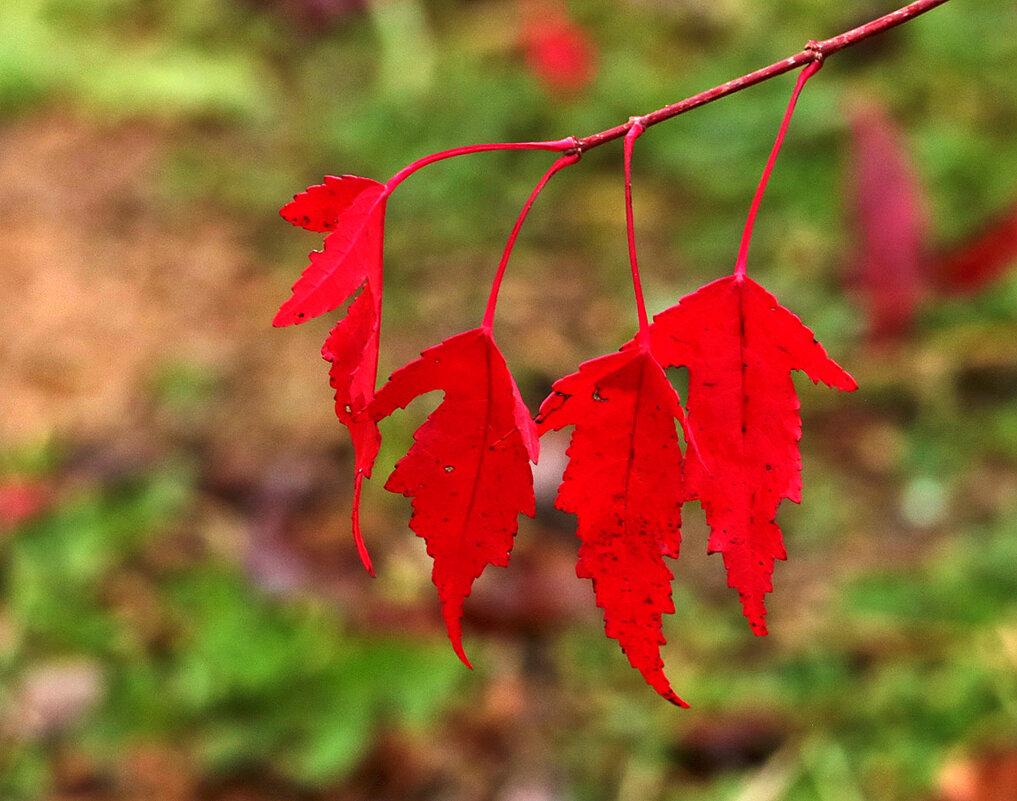 Листья красные, прекрасные... - Светлана 