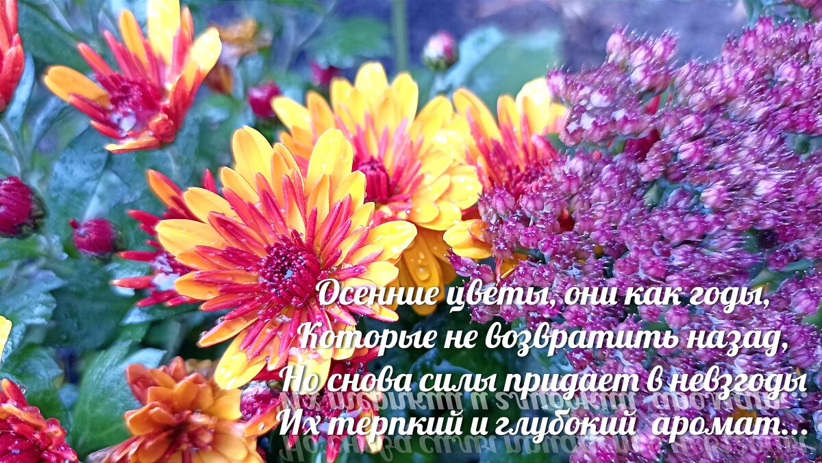 Осенние цветы... - Татьяна Тюменка