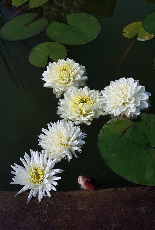 Белые цветы - Наталья (D.Nat@lia)