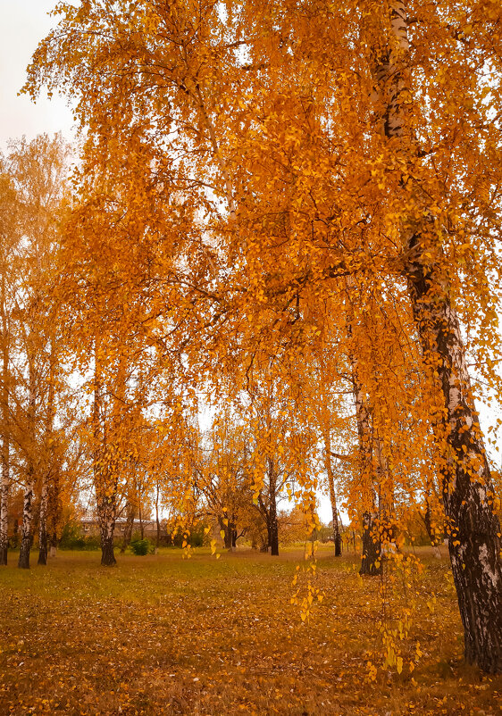 Осень-осень - Юлия Закопайло