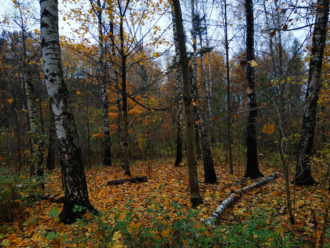 Осень не первоначальная и моя 200-я вело-фото-сессия - Андрей Лукьянов