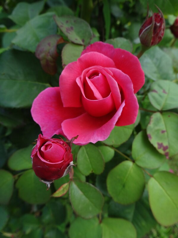 Розы аромат рождает грезы - Лидия Бусурина
