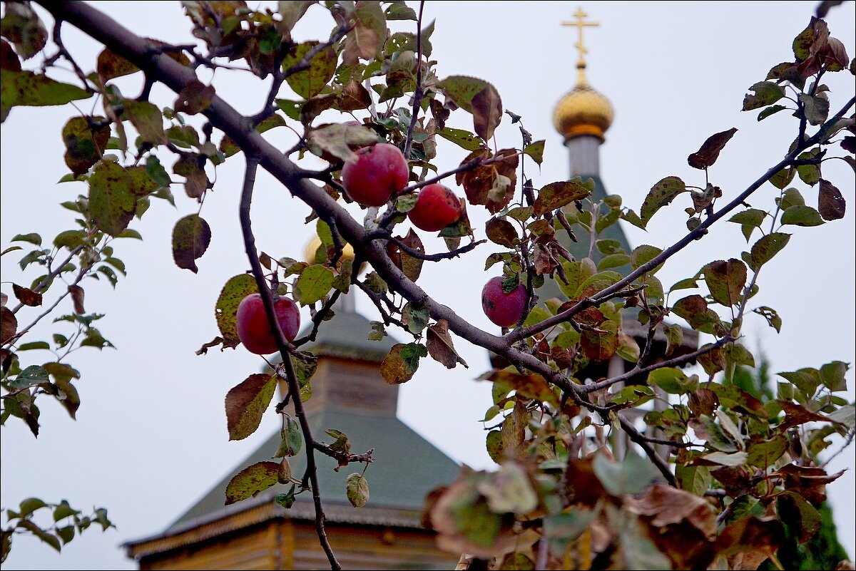 Поздние яблоки - Сеня Белгородский