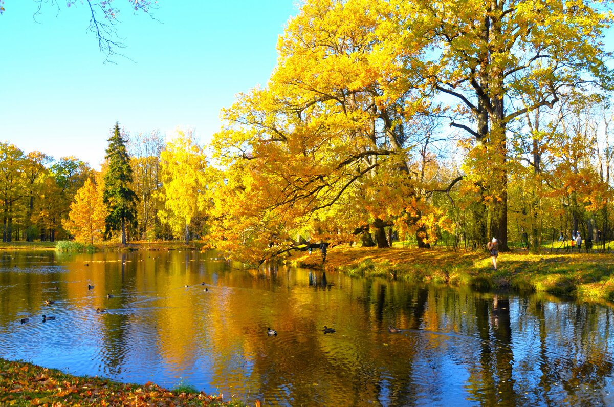 Золотое очарование на прудках"Озерки"... - Sergey Gordoff