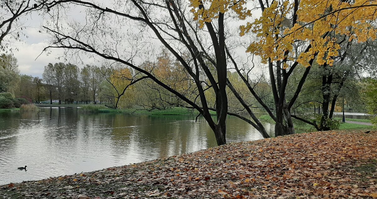 Осенний парк - Наталья Герасимова