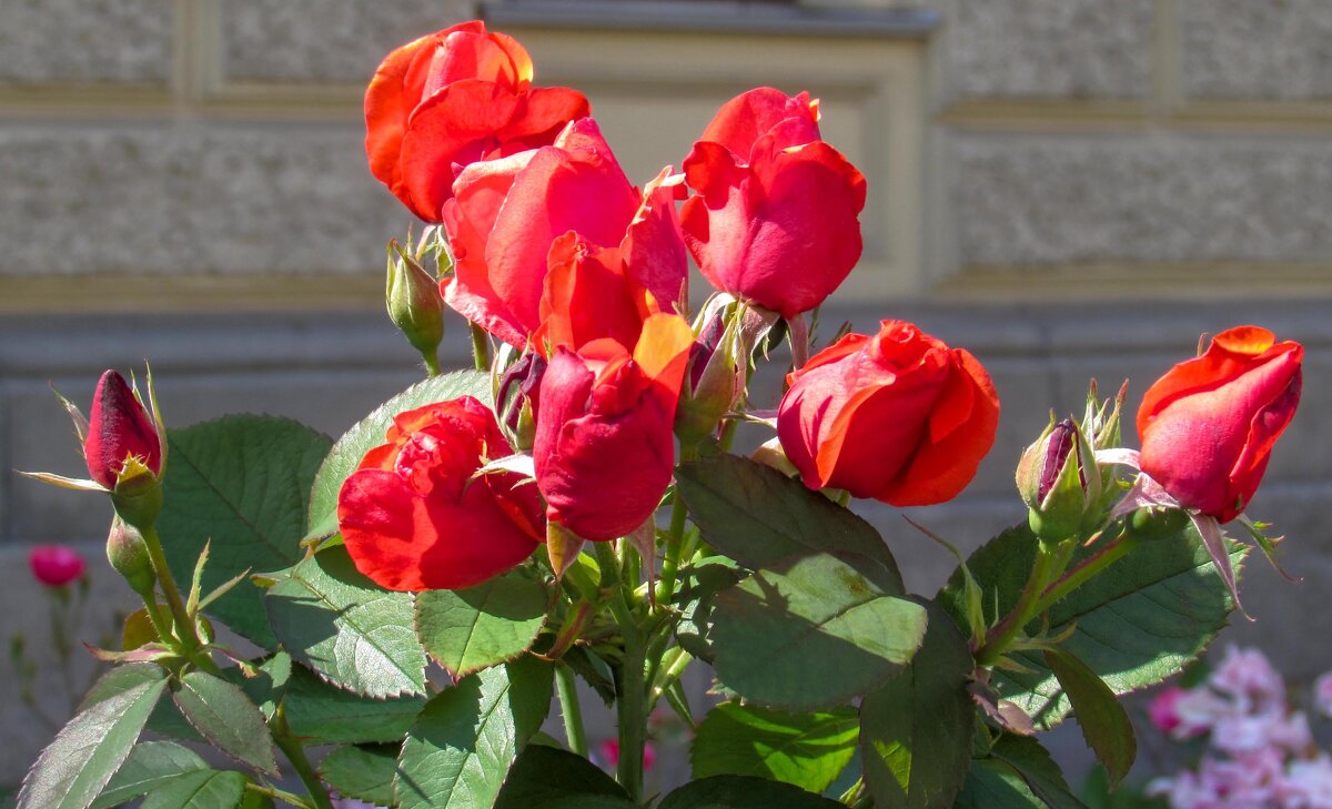 Красные розы - Любовь Зинченко 