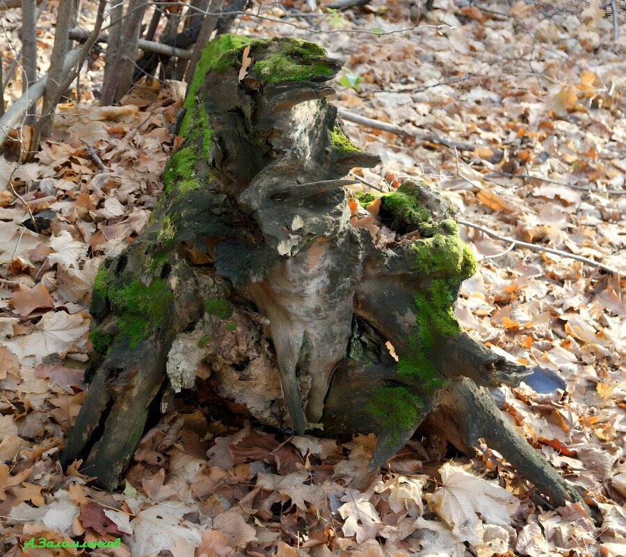 Найди лесных чудовищ! :-) - Андрей Заломленков