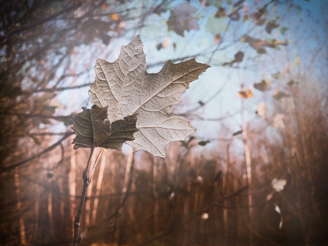 Осенний лист (Фото на телефон) - Ольга 