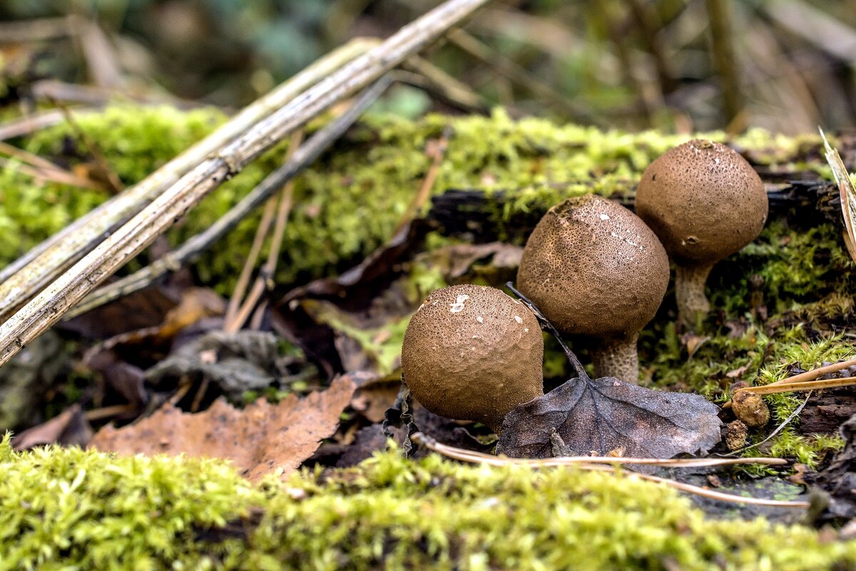 Дождевик съедобный (Lycoperdon perlatum) фото и описание