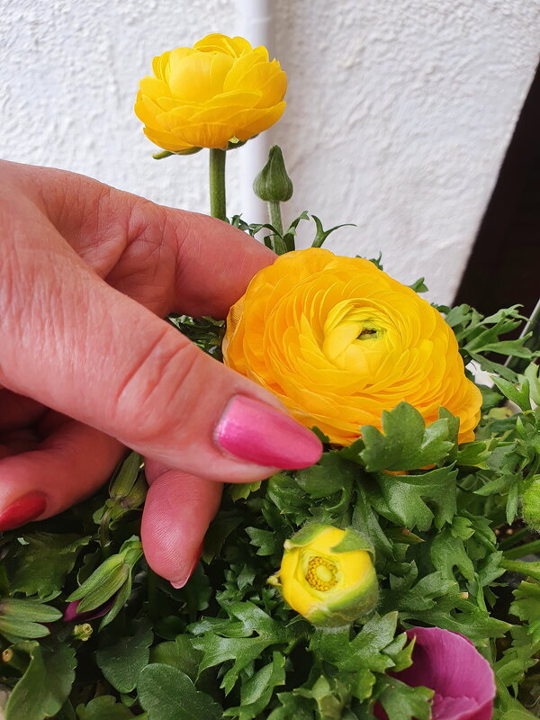 Дамские пальчики и цветы - Борис 