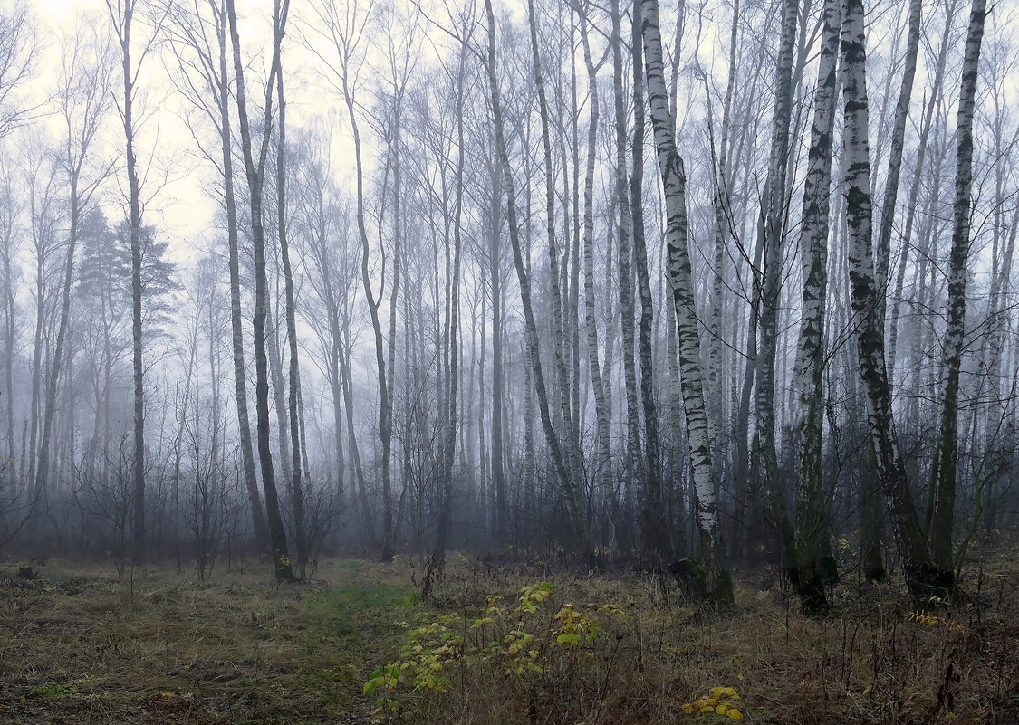 туман в ноябре - РозаВетроф 