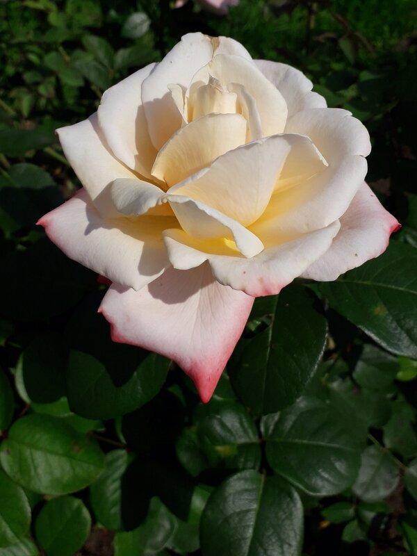 Красота летней розы - Лидия Бусурина