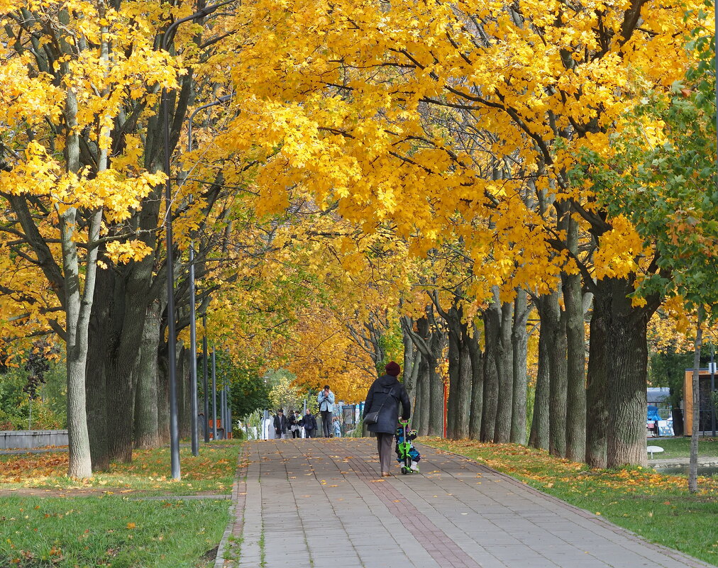 Осень в парке "Дружбы" - Евгений Седов