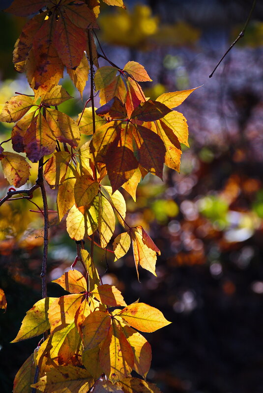 Осенний блик - M Marikfoto