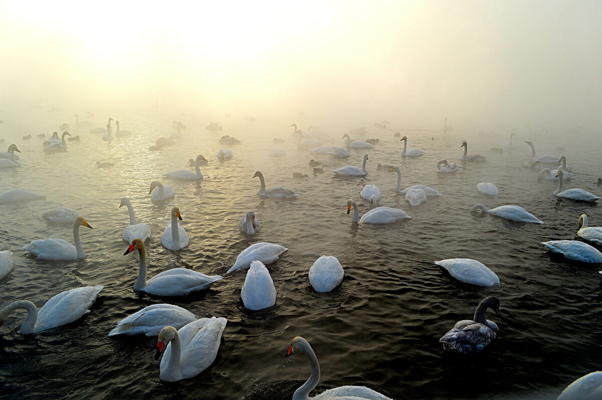 Морозный день на озере Светлом - Татьяна Лютаева