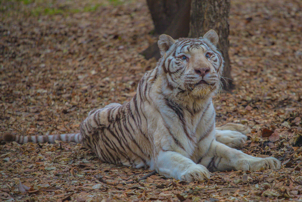 бенгальский тигр - аркадий 