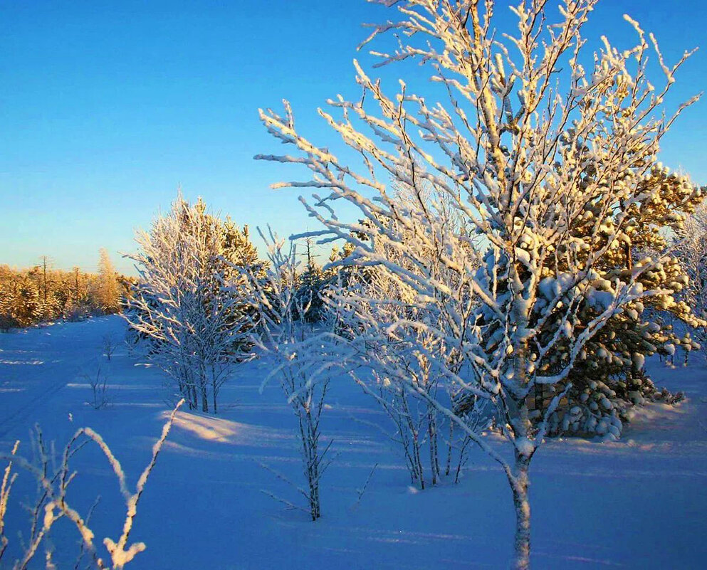 Морозным утром декабря на лесной опушке! - Владимир 