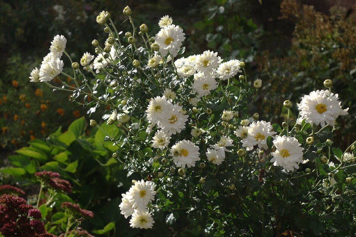 Цветы в октябре - хризантема - Рита Симонова