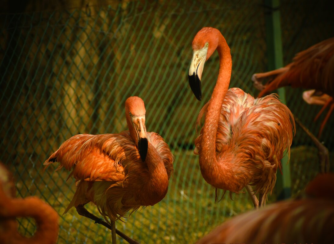 оранжевые фламинго - Валентина 