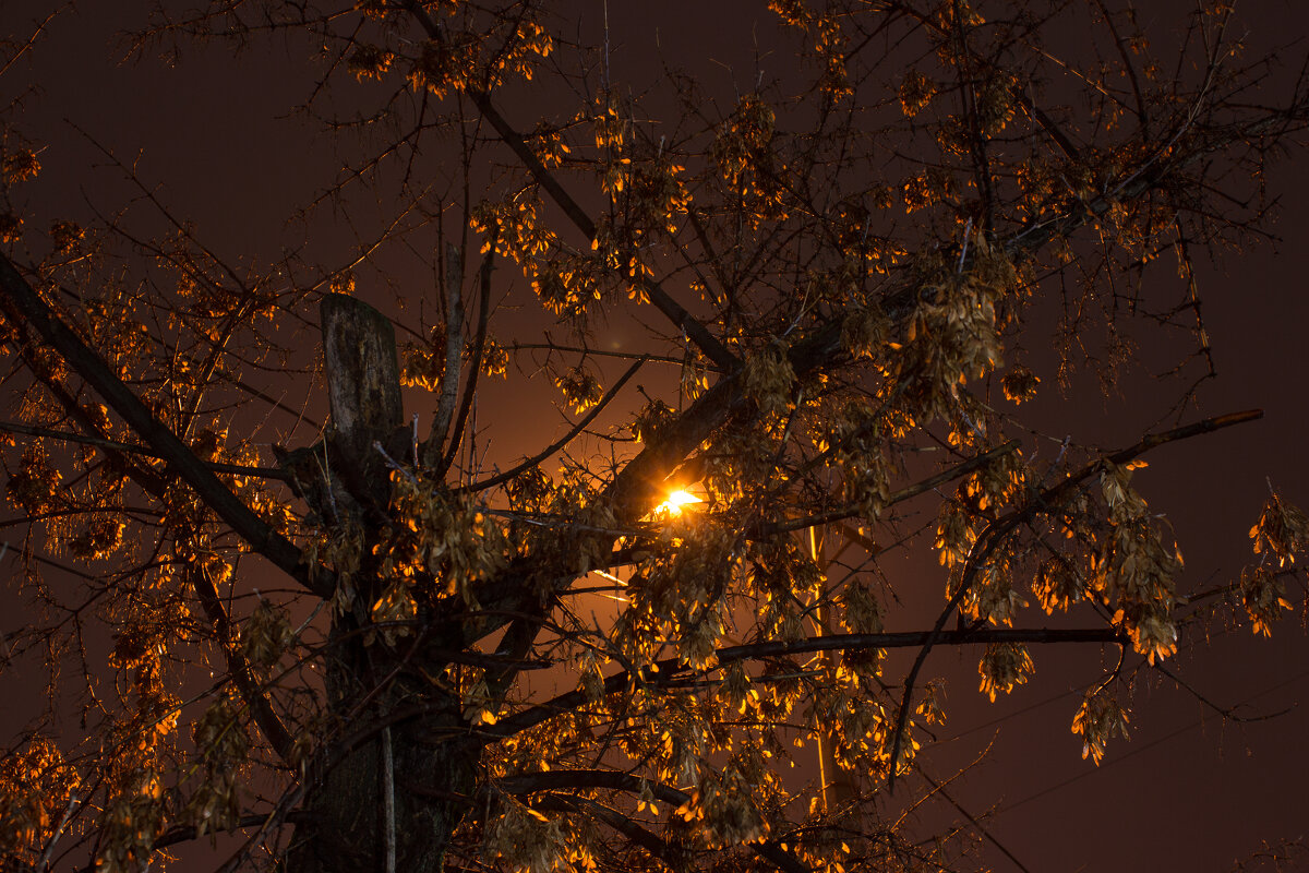 Фальшивым золотом ноябрь рисует тихо по ночам - Дмитрий Костоусов