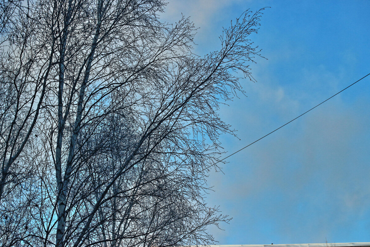 Утро ноября..Вид на березы и небо из моего окна! - Владимир 