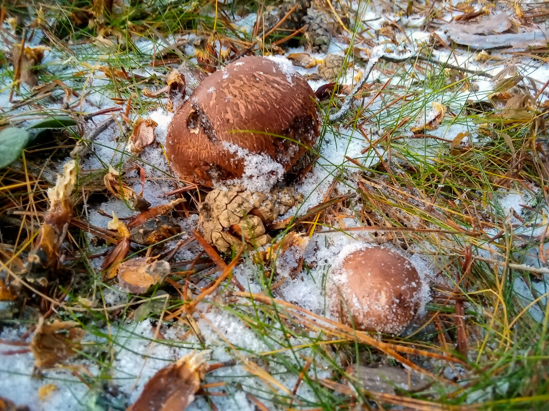 Замёрзшие грибы - Сергей Кочнев
