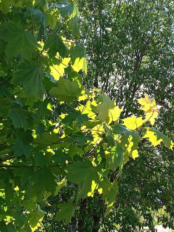 Летние   листья - Фотогруппа Весна