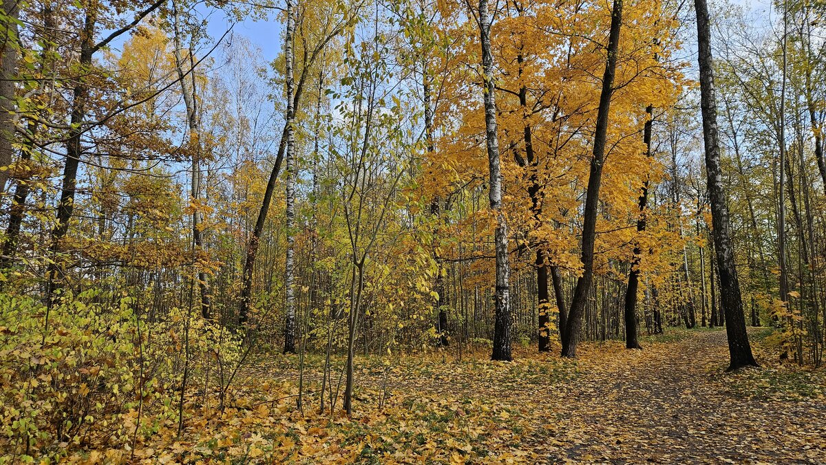 Осень - Сергей Черник