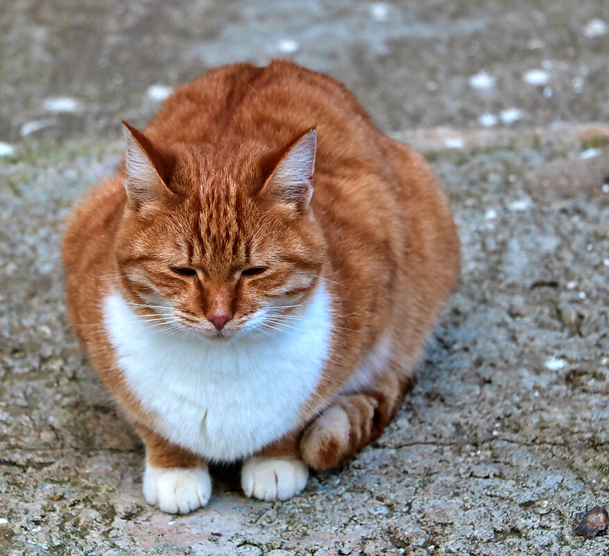Монастырский котяра - Светлана 