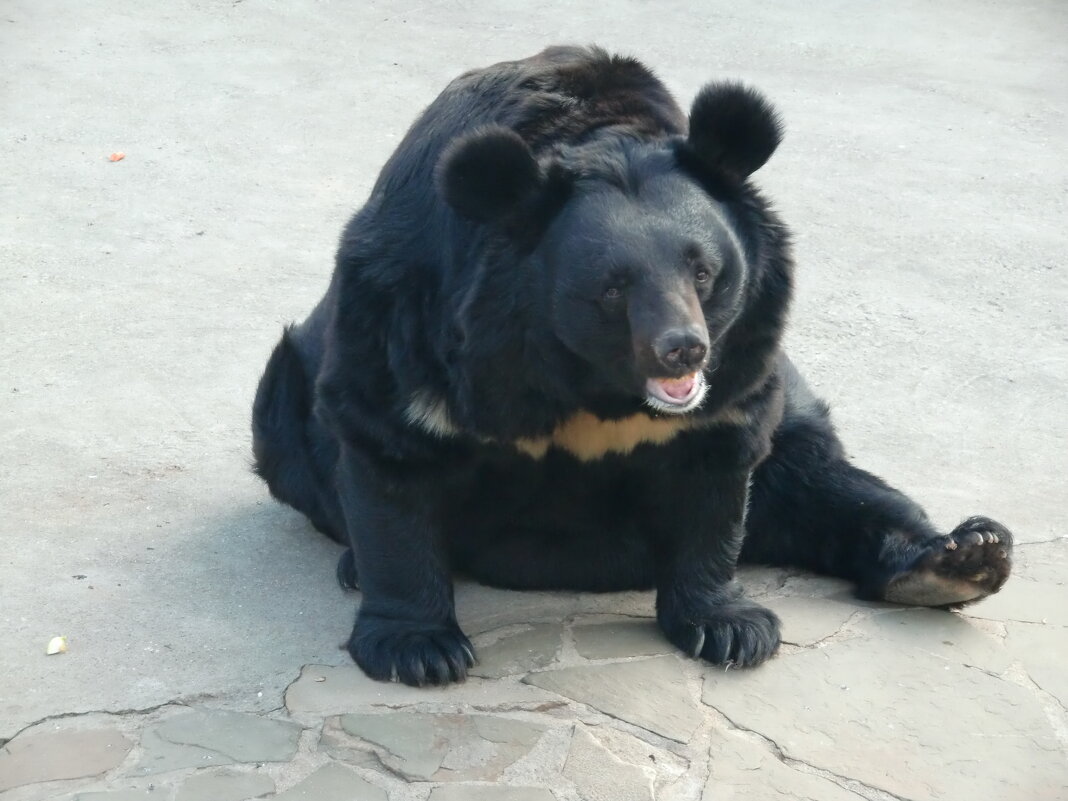 Гималайский медведь - <<< Наташа >>>