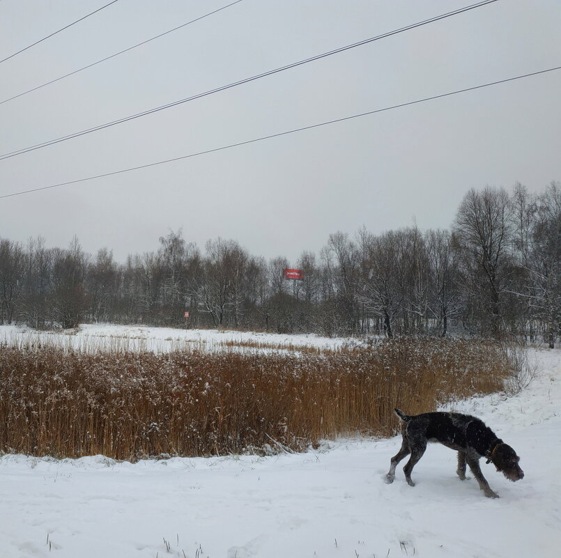 Зима. Фотограф и собачка торжествуют - Андрей Лукьянов