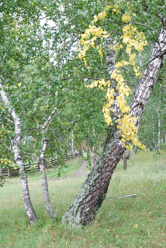 седеющая берёза - Василий Данило