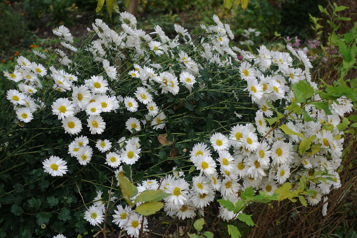 Цветы в ноябре - Хризантема - Рита Симонова