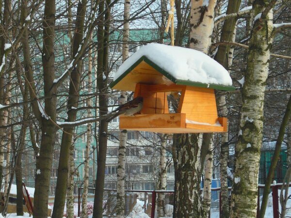 Забота о городских птичках - Вера Щукина