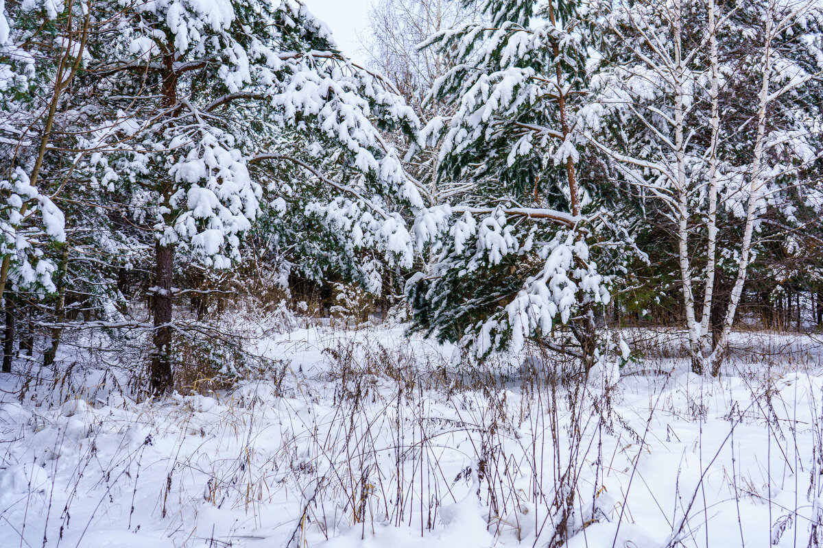 Зимой в лесу - Дмитрий Ряховский