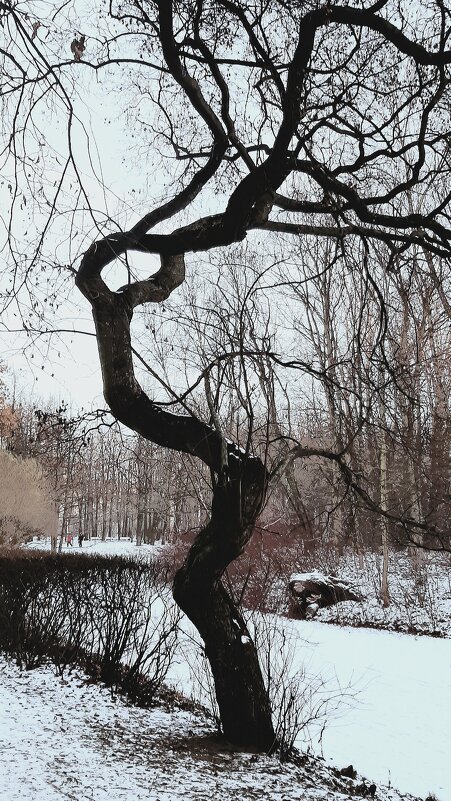 Моё любимое дерево - Наталья Герасимова