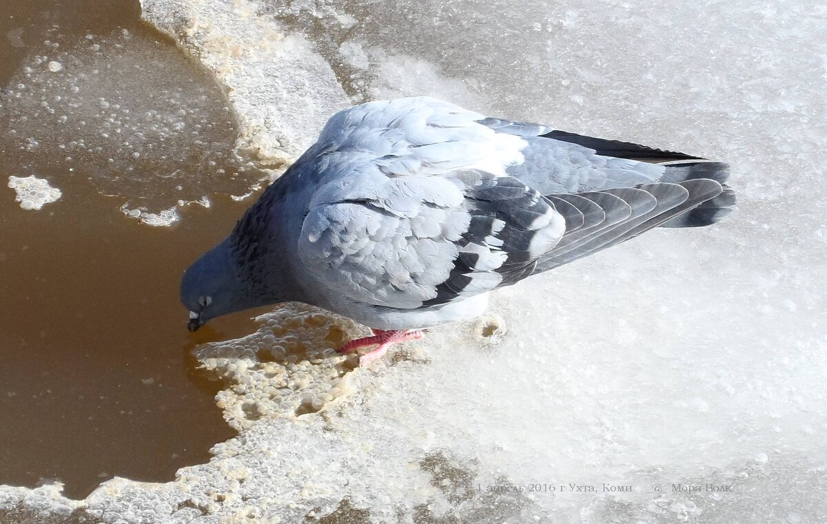 водопой - Игорь В