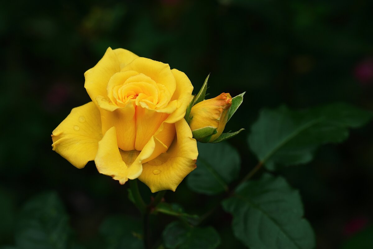 роза флорибунда "Керио" (*в темноте; низкий ключ;*розы) - Stanislav Zanegin