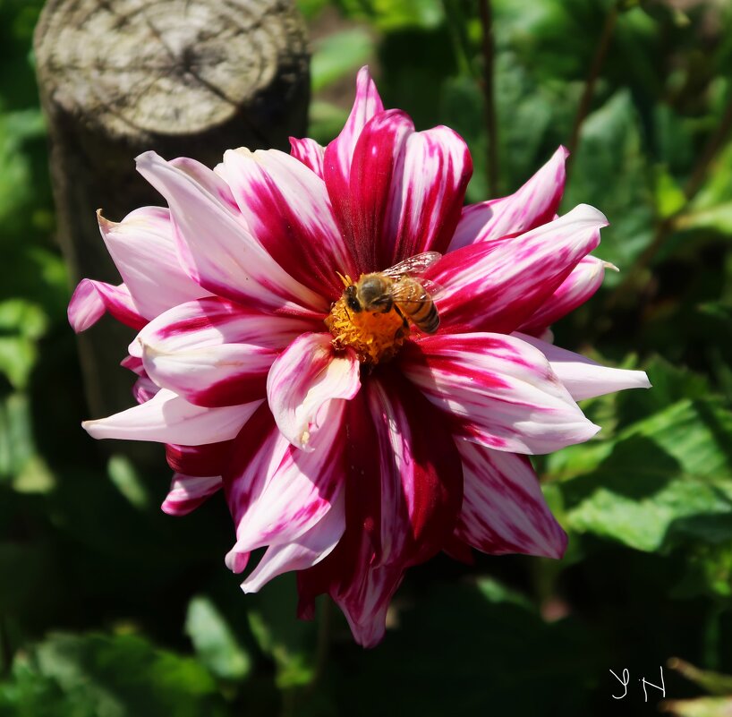 Георгин и пчела - Nina Yudicheva
