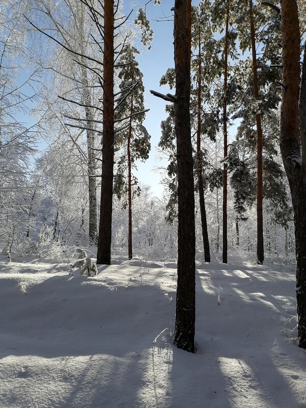 Утро в зимнем лесу - nika555nika Ирина