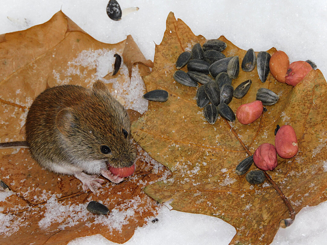 Рыжая мышь (59 фото)