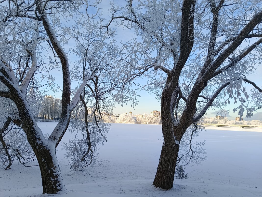 В морозный день... деревьев кружево... - Мария Васильева