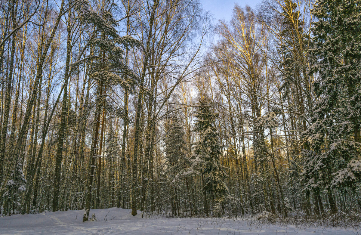 Зимний лес - Сергей Цветков