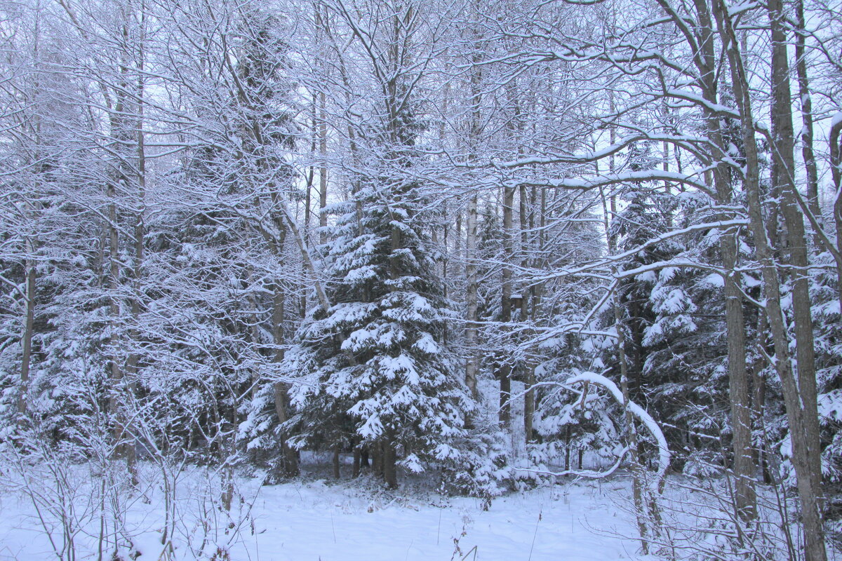 В зимнем лесу - Валентина 